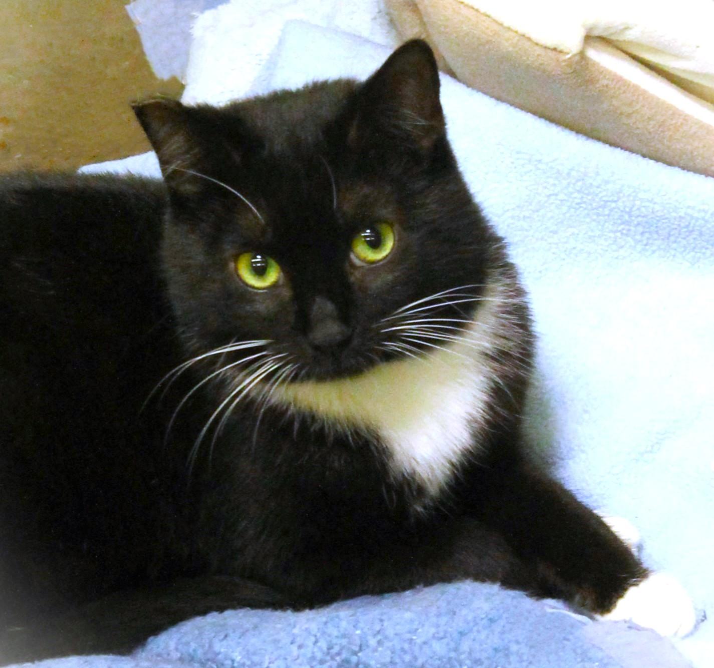 Enlarge Trixie, a Adoptable Tuxedo in San Diego, CA image 1/1
