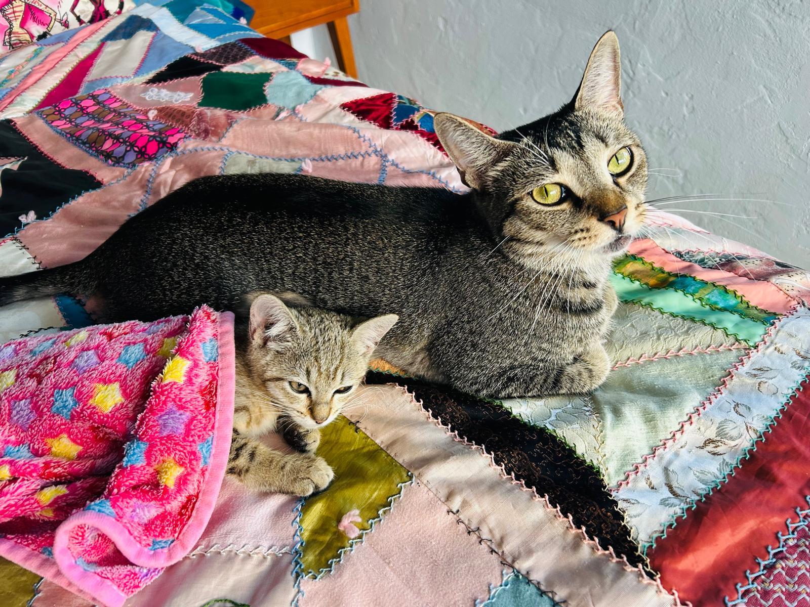 Enlarge Pikachu, a Adoptable Domestic Short Hair in Miami Beach, FL image 1/6