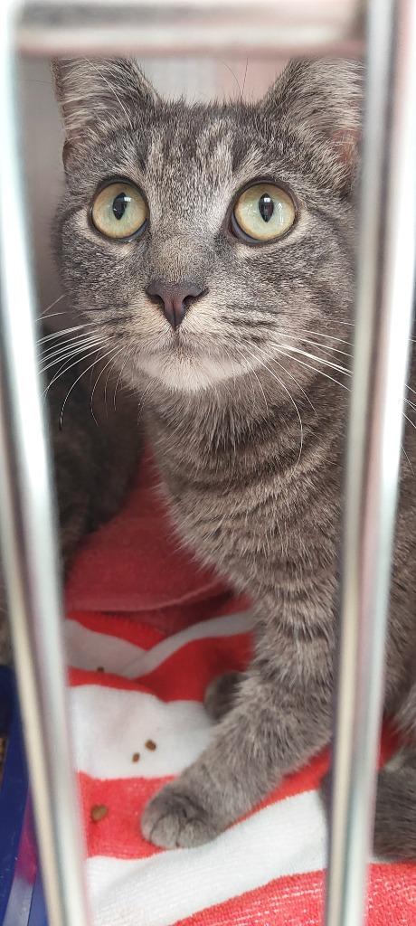 Allen Cat 2(Squirrel), Adoptable, Kitten Female Domestic Short Hair.