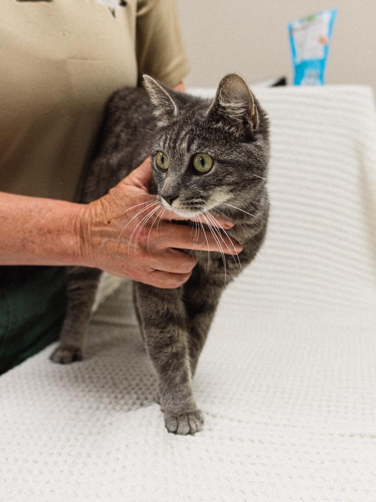 Allen Cat 2(Squirrel), a Adoptable mixed breed in Mocksville, NC image 2/4