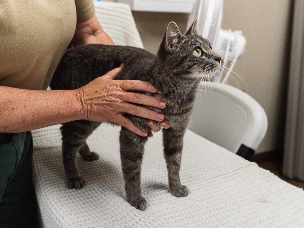 Allen Cat 2(Squirrel), a Adoptable mixed breed in Mocksville, NC image 3/4