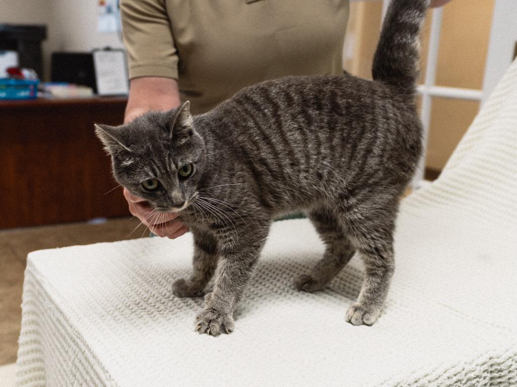 Allen Cat 2(Squirrel), a Adoptable mixed breed in Mocksville, NC image 4/4
