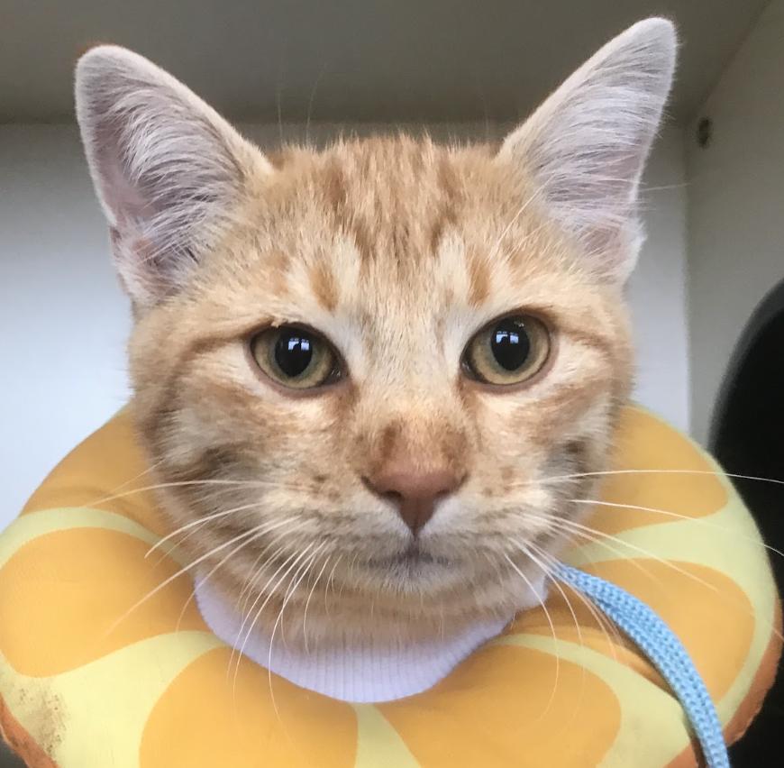 Bacon, Adoptable, Young Male Domestic Short Hair.