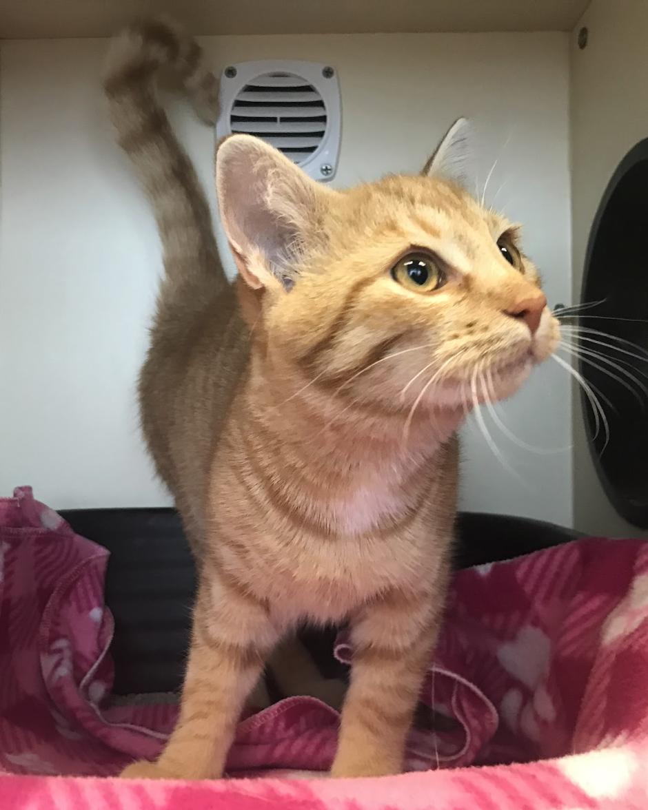 Enlarge Bacon, a Adoptable Domestic Short Hair in Buena Vista, CO image 2/3