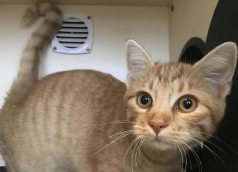 Enlarge Bacon, a Adoptable Domestic Short Hair in Buena Vista, CO image 3/3