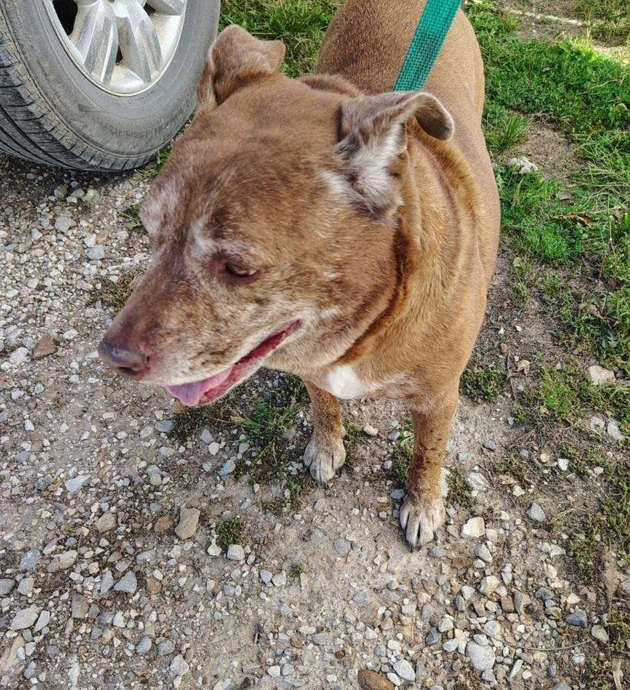 SR Remmy, a Adoptable mixed breed in Warrenton, MO image 1/5