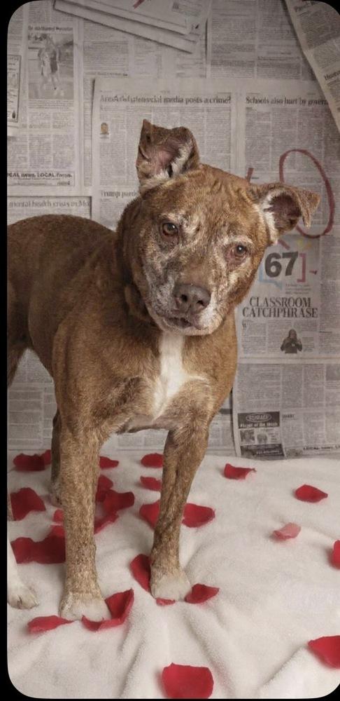 Enlarge SR Remmy, a Adoptable mixed breed in Warrenton, MO image 1/4