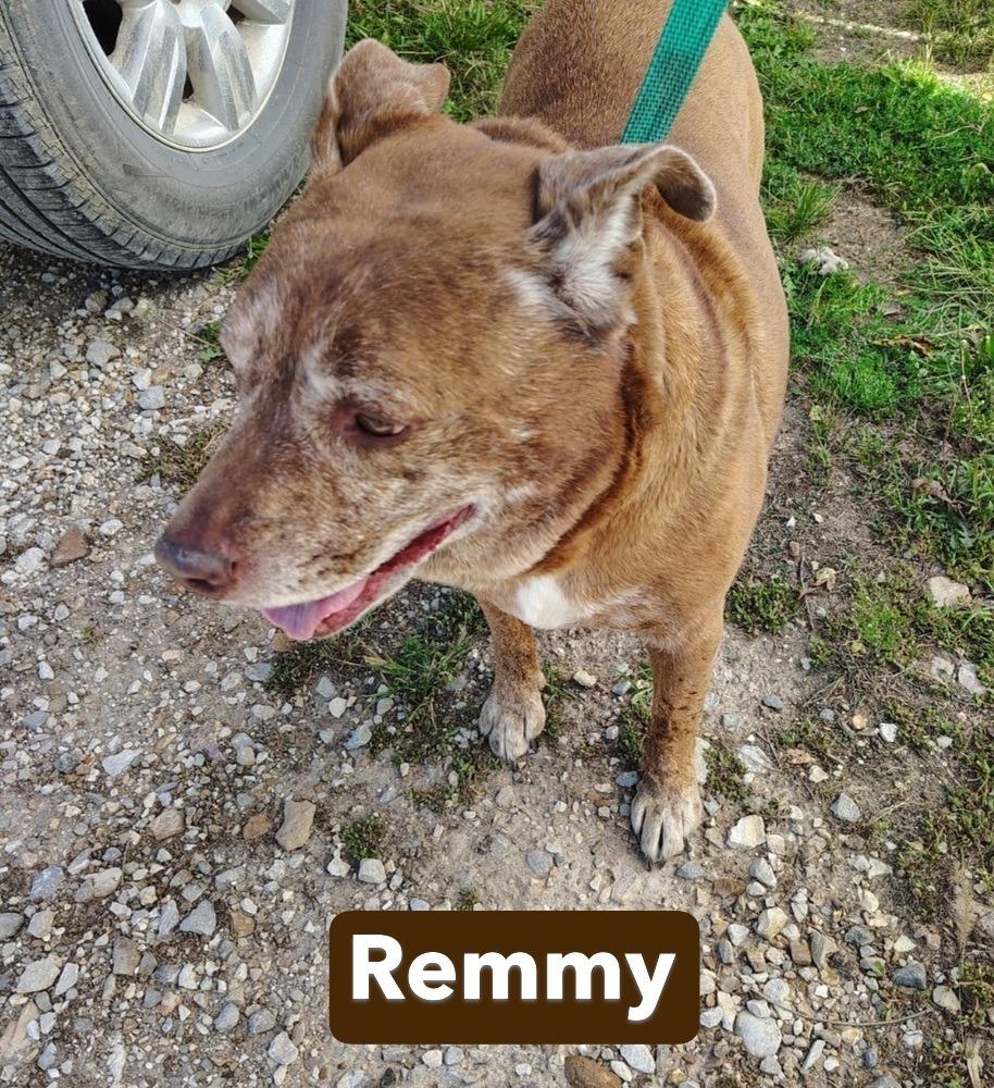 Enlarge SR Remmy, a Adoptable mixed breed in Warrenton, MO image 2/4
