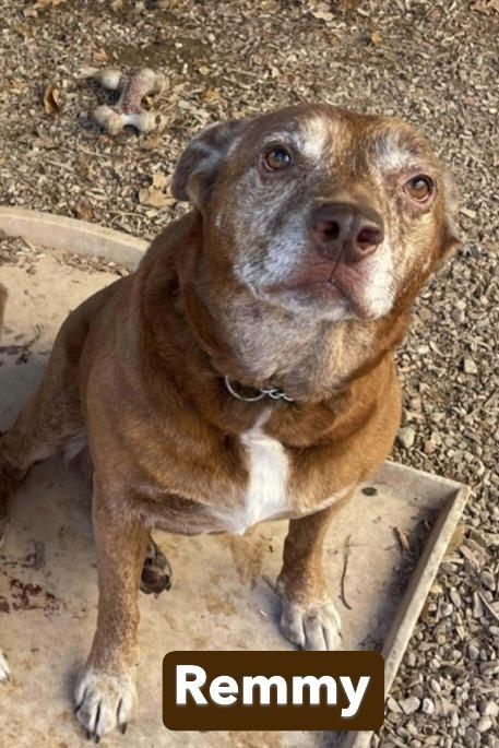 Enlarge SR Remmy, a Adoptable mixed breed in Warrenton, MO image 3/4