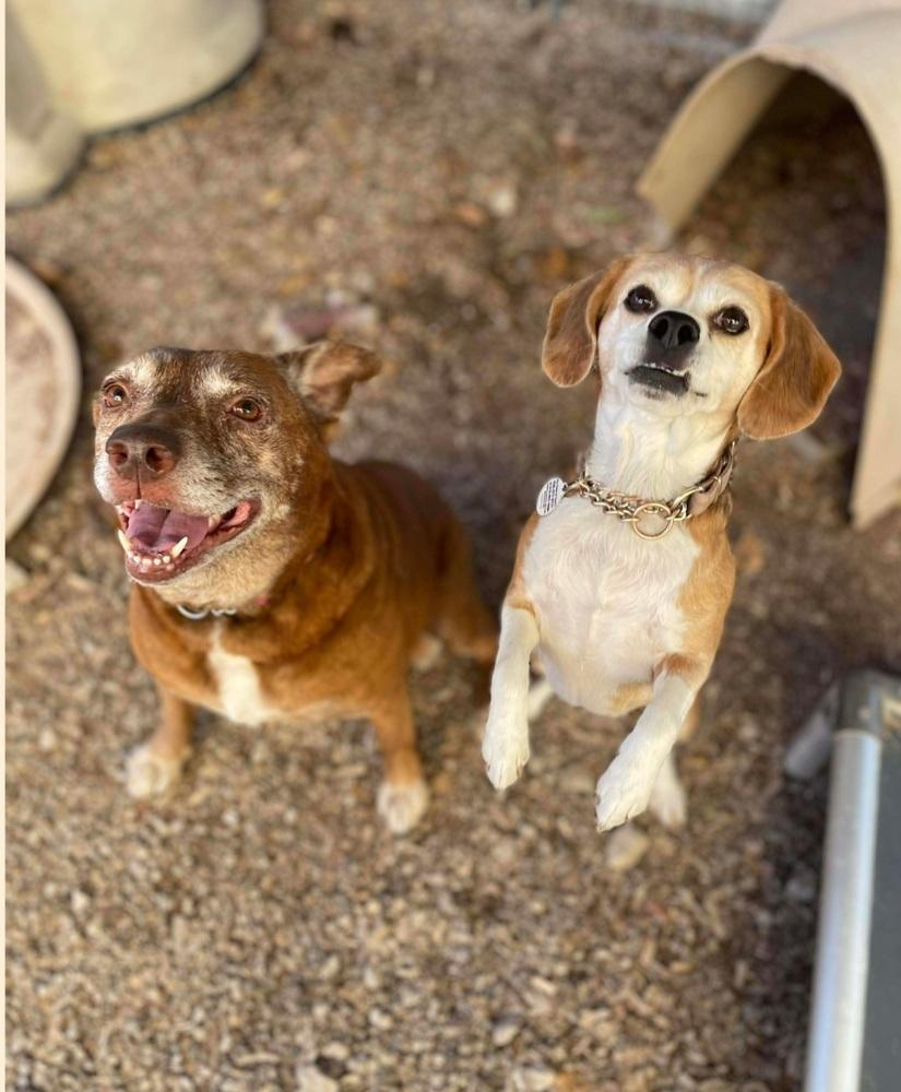 SR Remmy, a Adoptable mixed breed in Warrenton, MO image 2/5