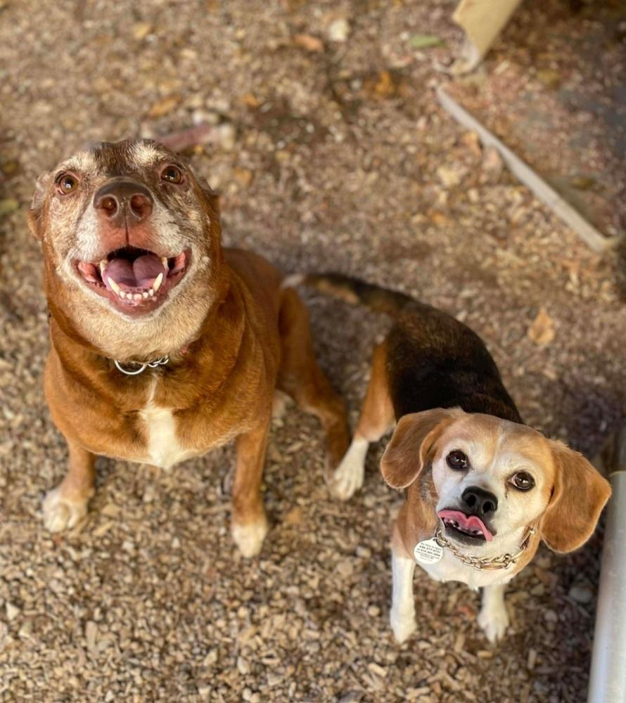 SR Remmy, a Adoptable mixed breed in Warrenton, MO image 3/5