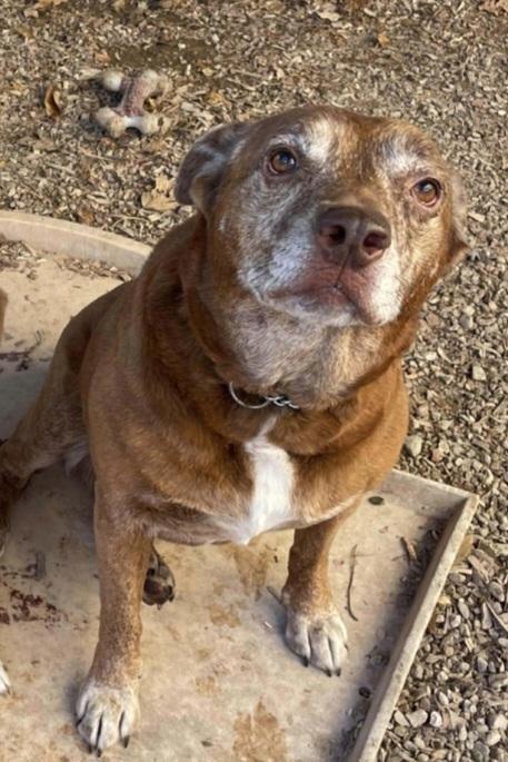 SR Remmy, a Adoptable mixed breed in Warrenton, MO image 5/5