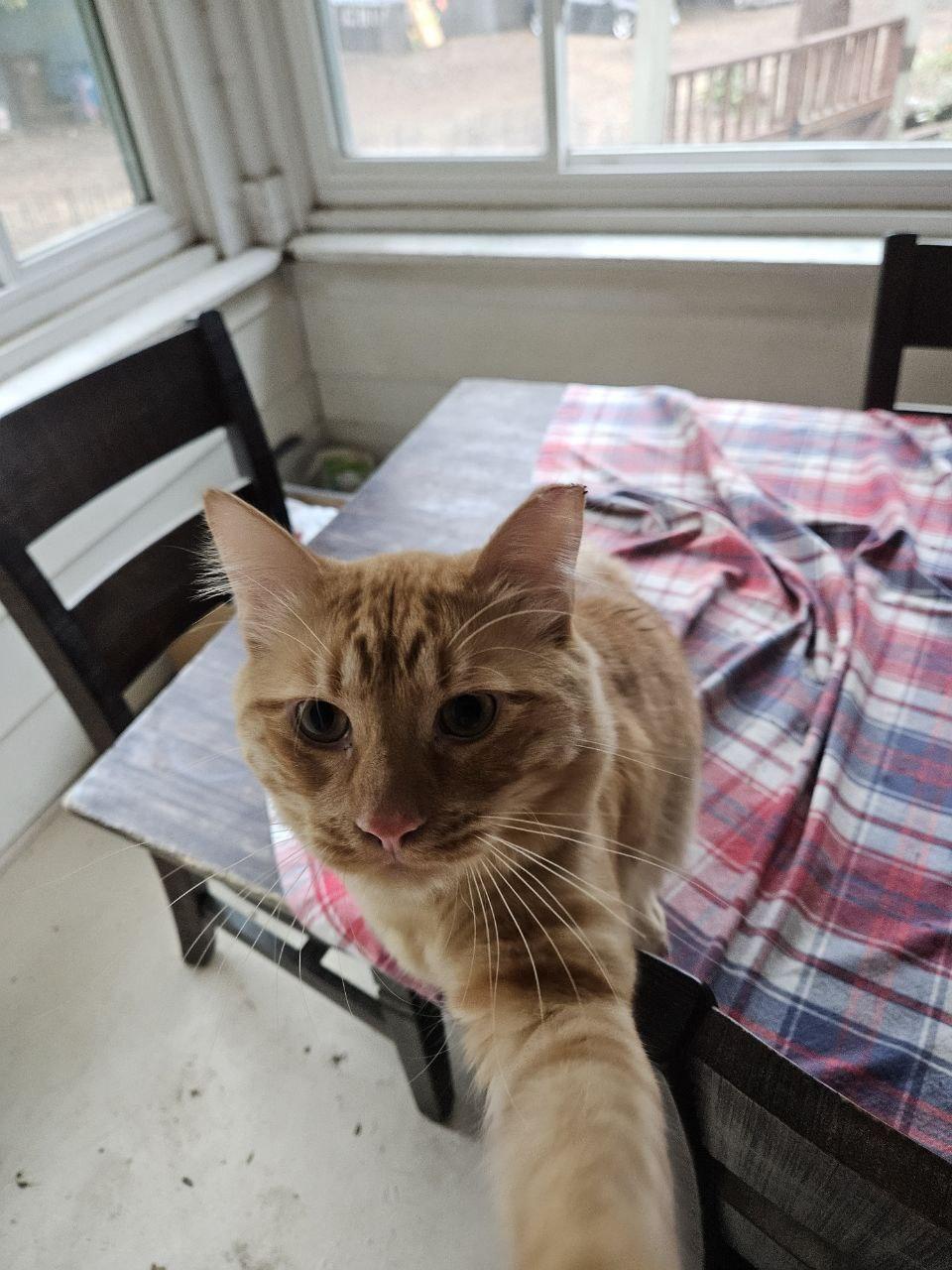 Clyde, a Adopted Domestic Medium Hair in Martinez, CA image 3/4