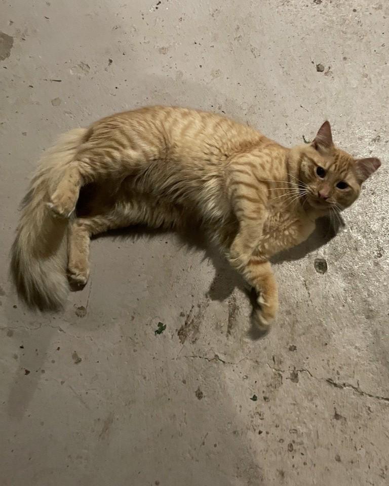 Clyde, a Adopted Domestic Medium Hair in Martinez, CA image 2/4