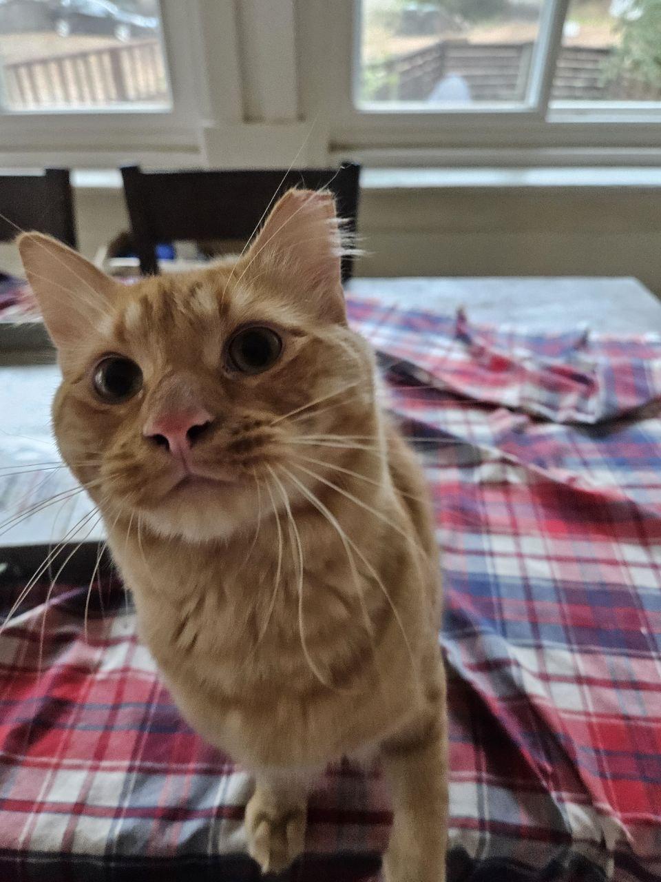 Clyde, a Adopted Domestic Medium Hair in Martinez, CA image 4/4