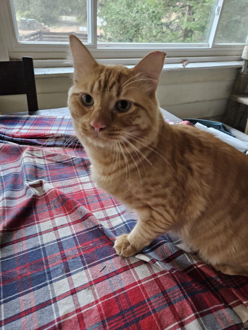 Clyde, a Adopted Domestic Medium Hair in Martinez, CA image 1/4