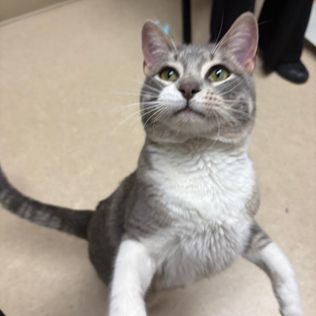 Mr. Ziggy, Adoptable, Adult Male Domestic Short Hair.