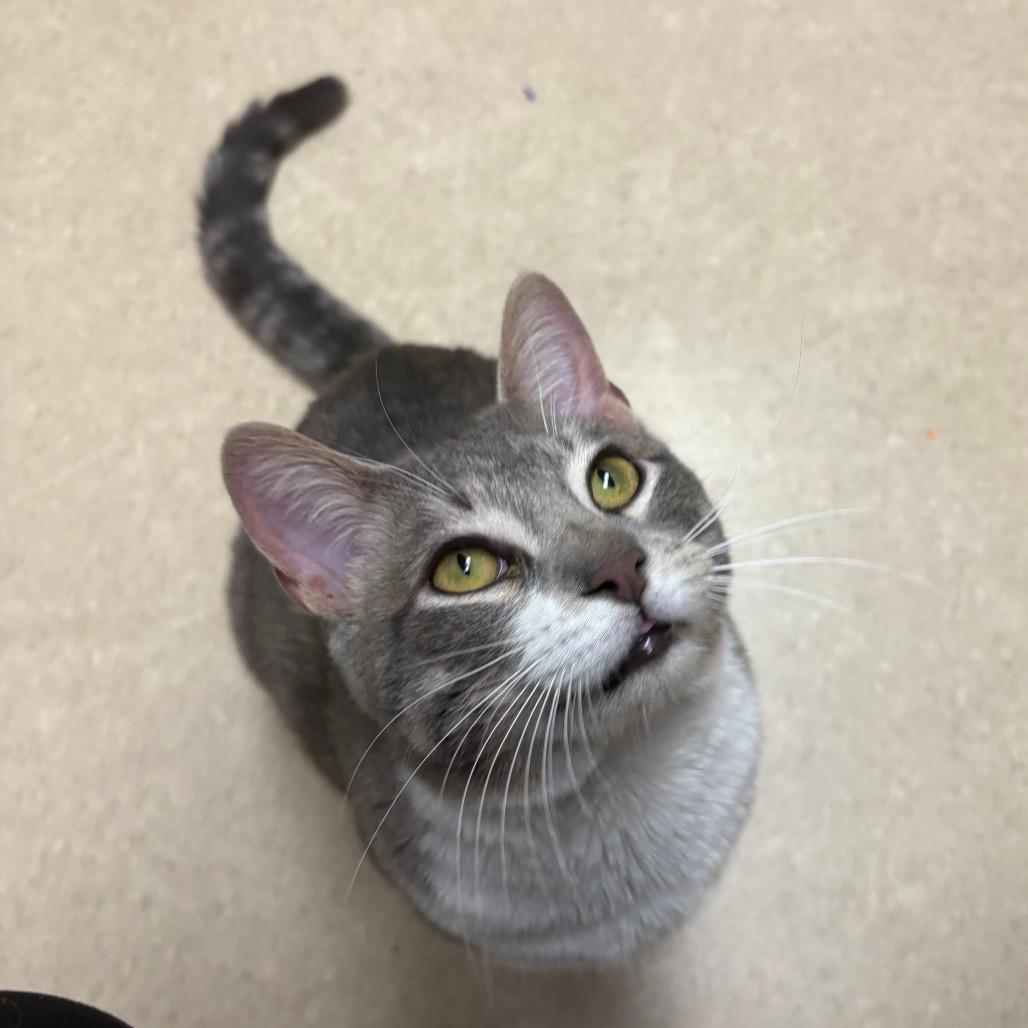 Enlarge Mr. Ziggy, a Adoptable mixed breed in Fort Collins, CO image 2/3