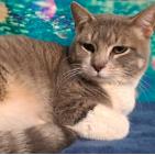 Enlarge Mr. Ziggy, a Adoptable mixed breed in Fort Collins, CO image 3/3