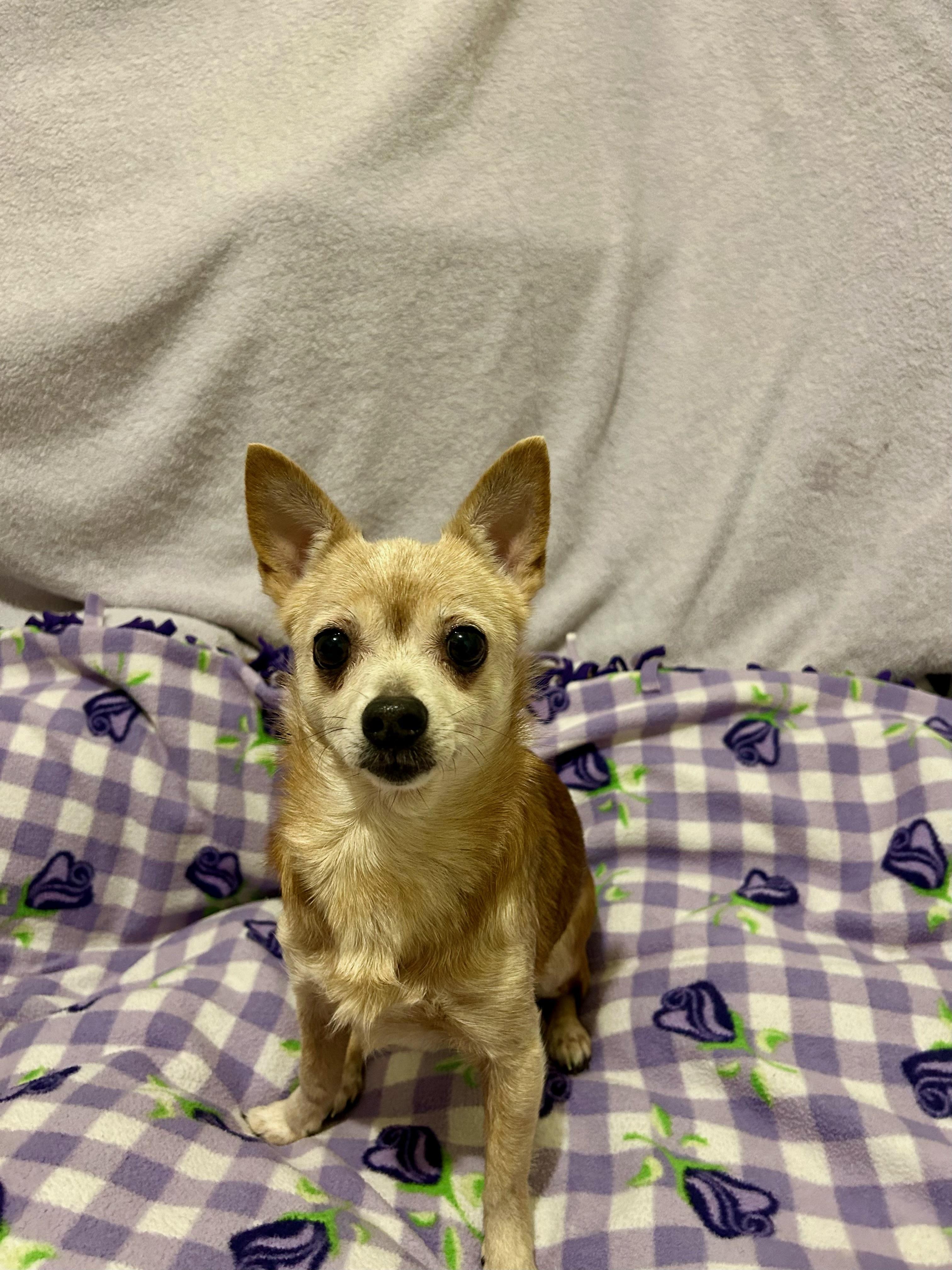 Enlarge DOROTHY, a Adoptable Chihuahua in Port Clinton, OH image 1/2