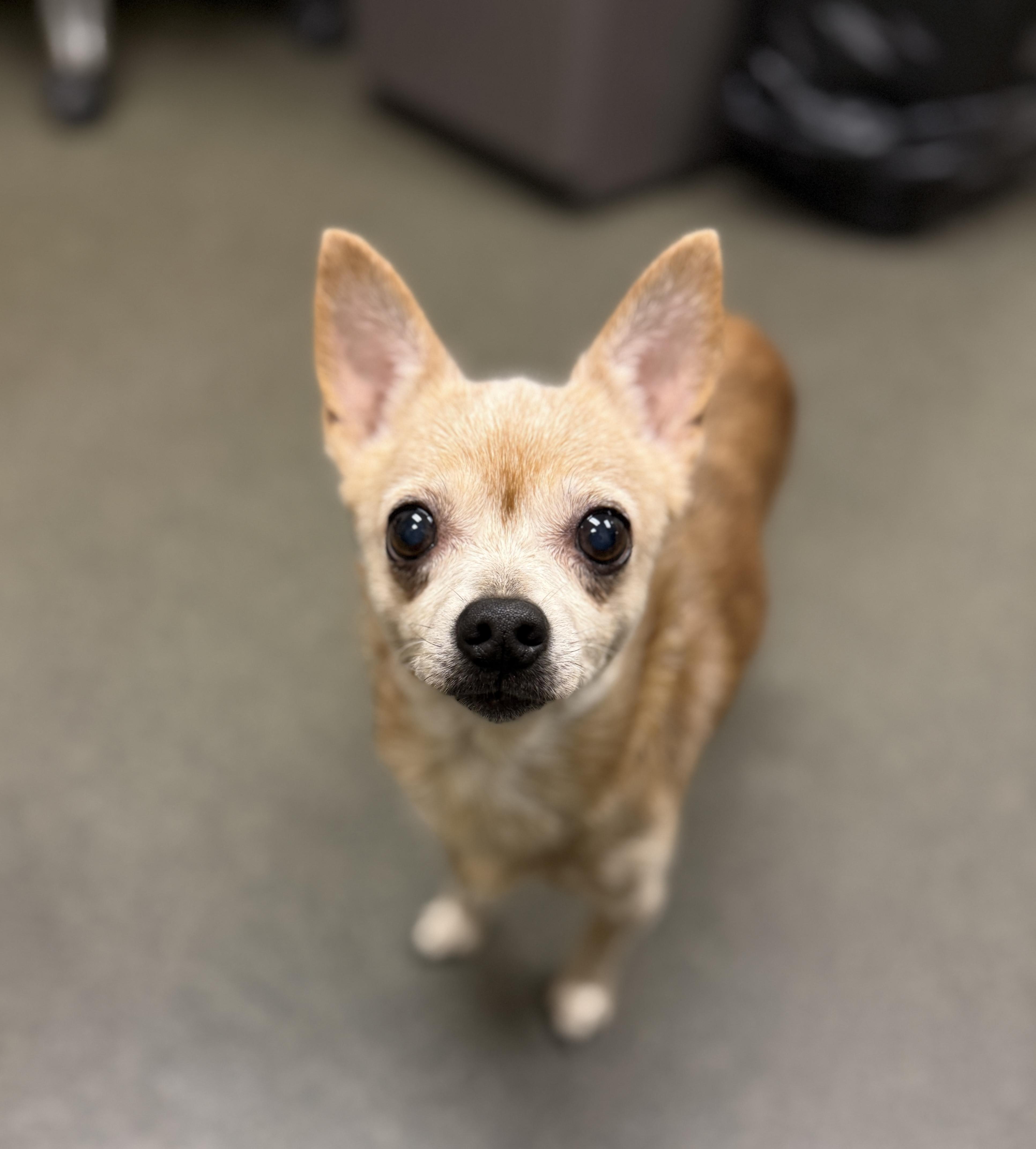 Enlarge DOROTHY, a Adoptable Chihuahua in Port Clinton, OH image 2/2