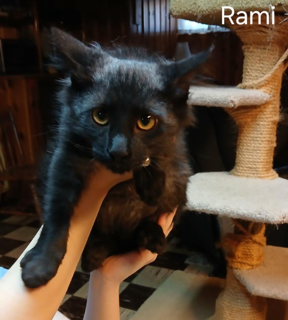 Enlarge Rami, a Adopted mixed breed in Parkville, MD image 1/3