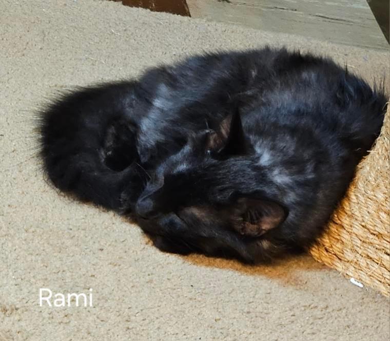 Enlarge Rami, a Adopted mixed breed in Parkville, MD image 2/3