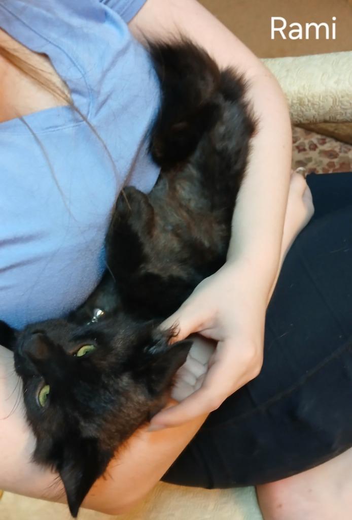 Enlarge Rami, a Adopted mixed breed in Parkville, MD image 3/3