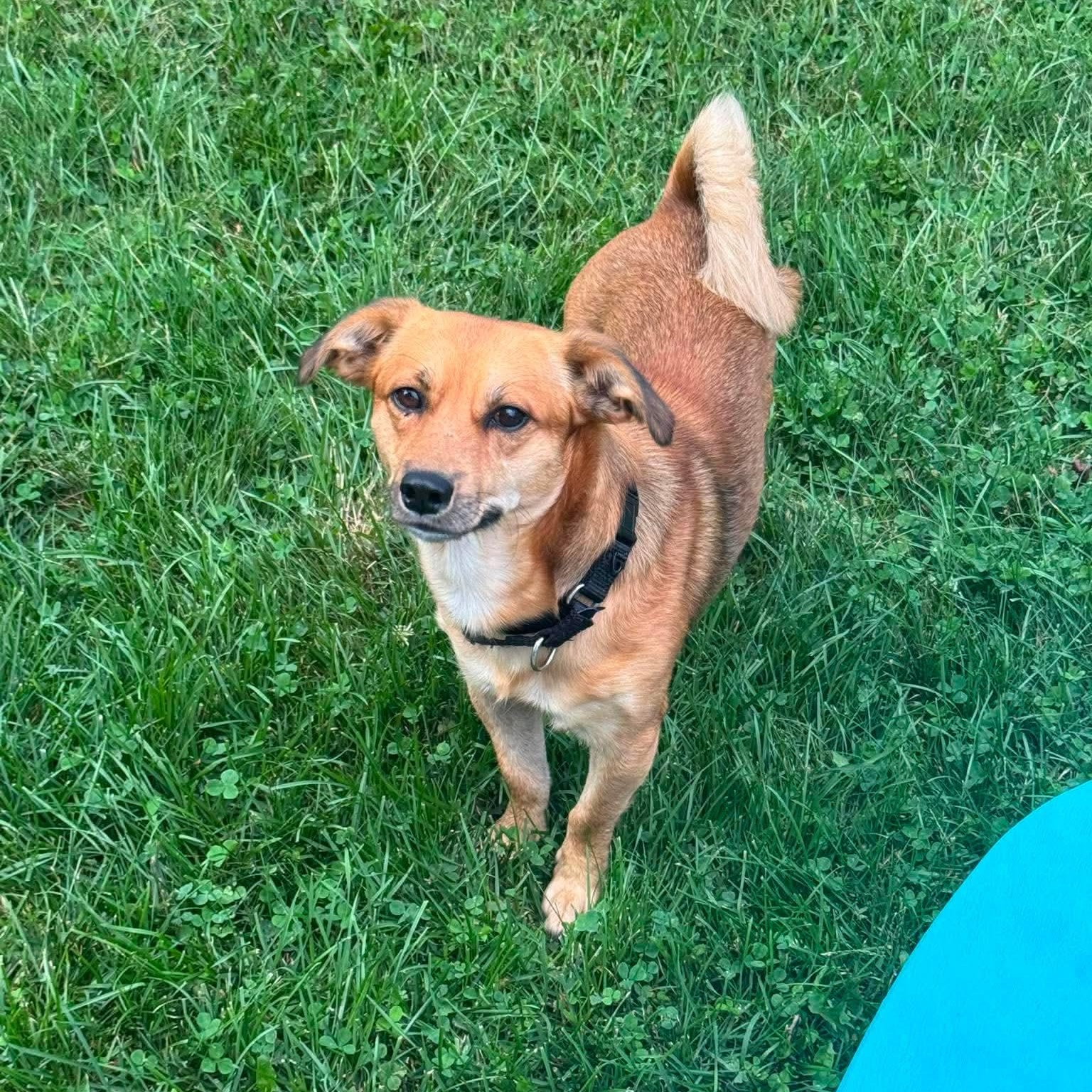 Boots, ADOPTABLE, Young Male Mixed Breed.