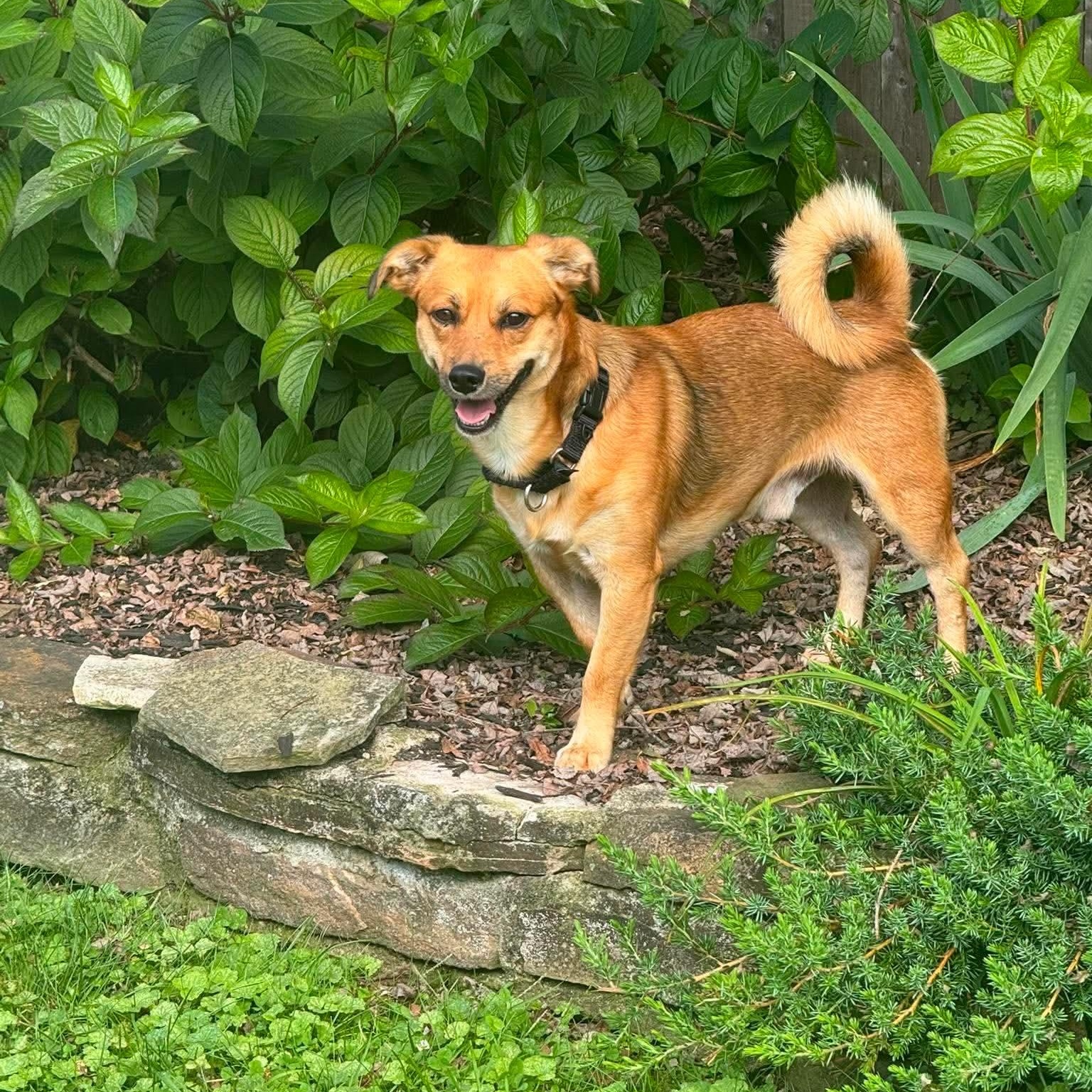 Enlarge Boots, a ADOPTABLE Mixed Breed in Yaphank, NY image 3/3