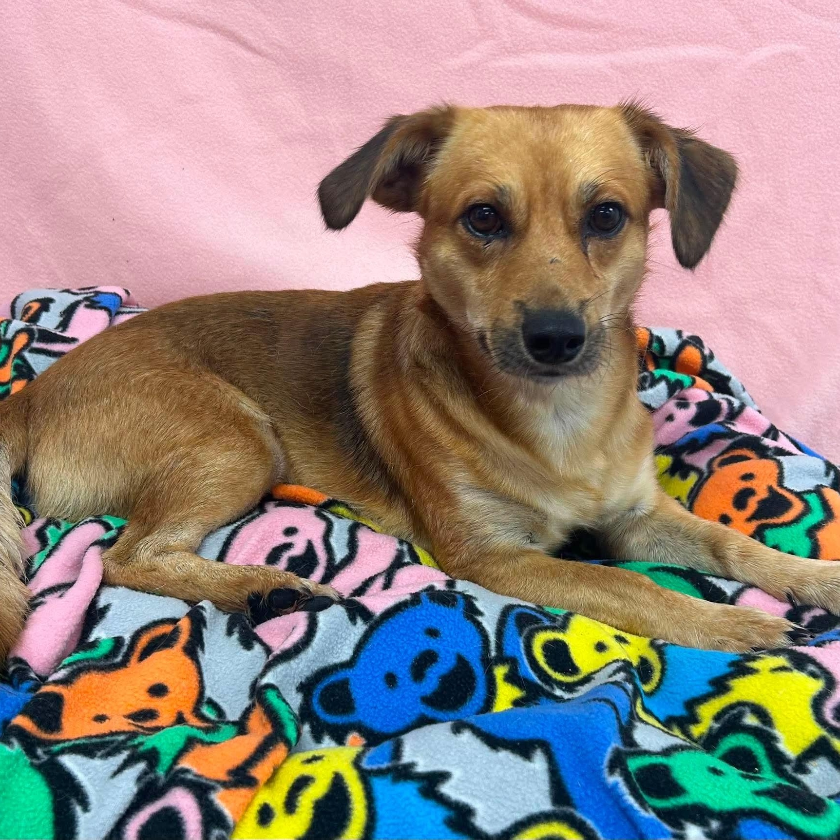 Enlarge Boots, a ADOPTABLE Mixed Breed in Yaphank, NY image 2/3