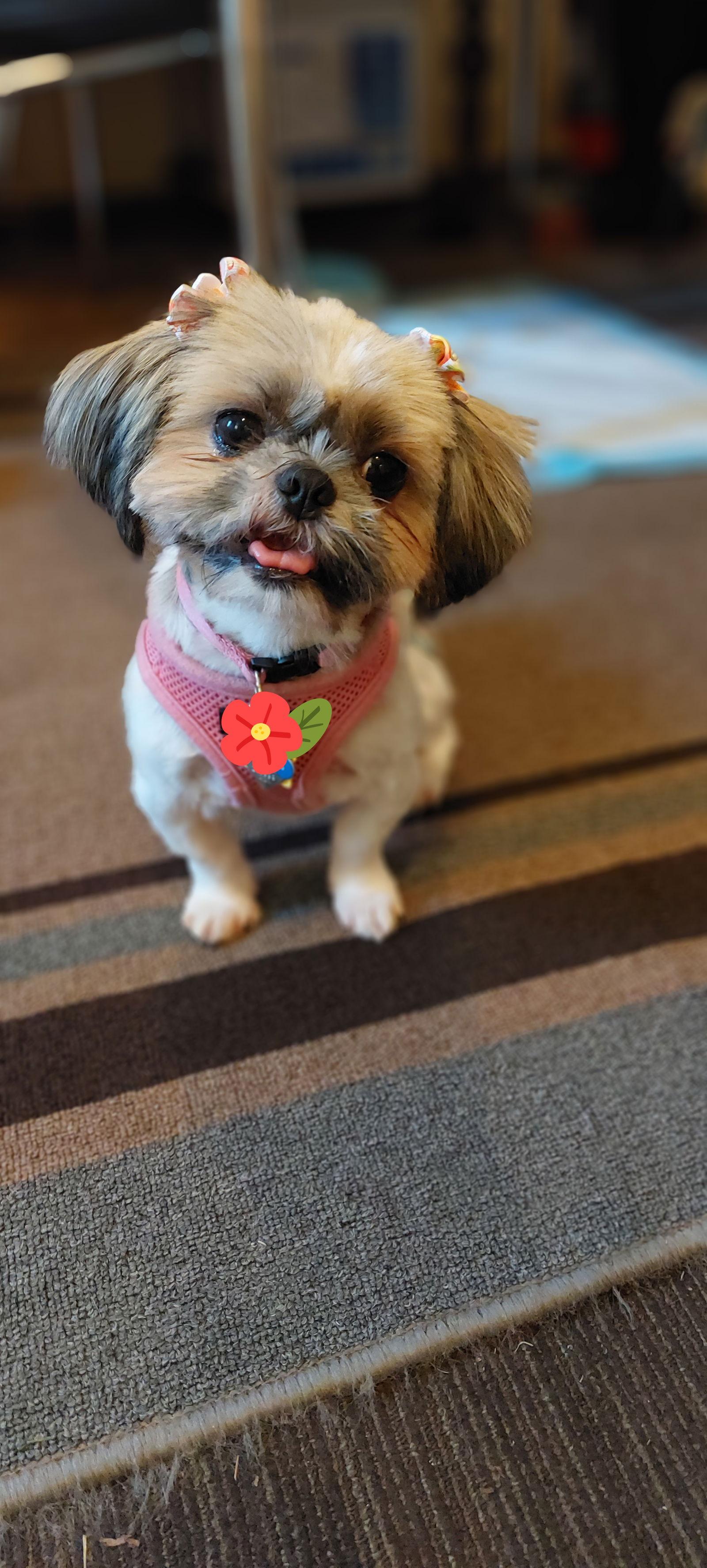 Shiloh-Morrow, a Adopted Shih Tzu in Pataskala, OH image 1/3