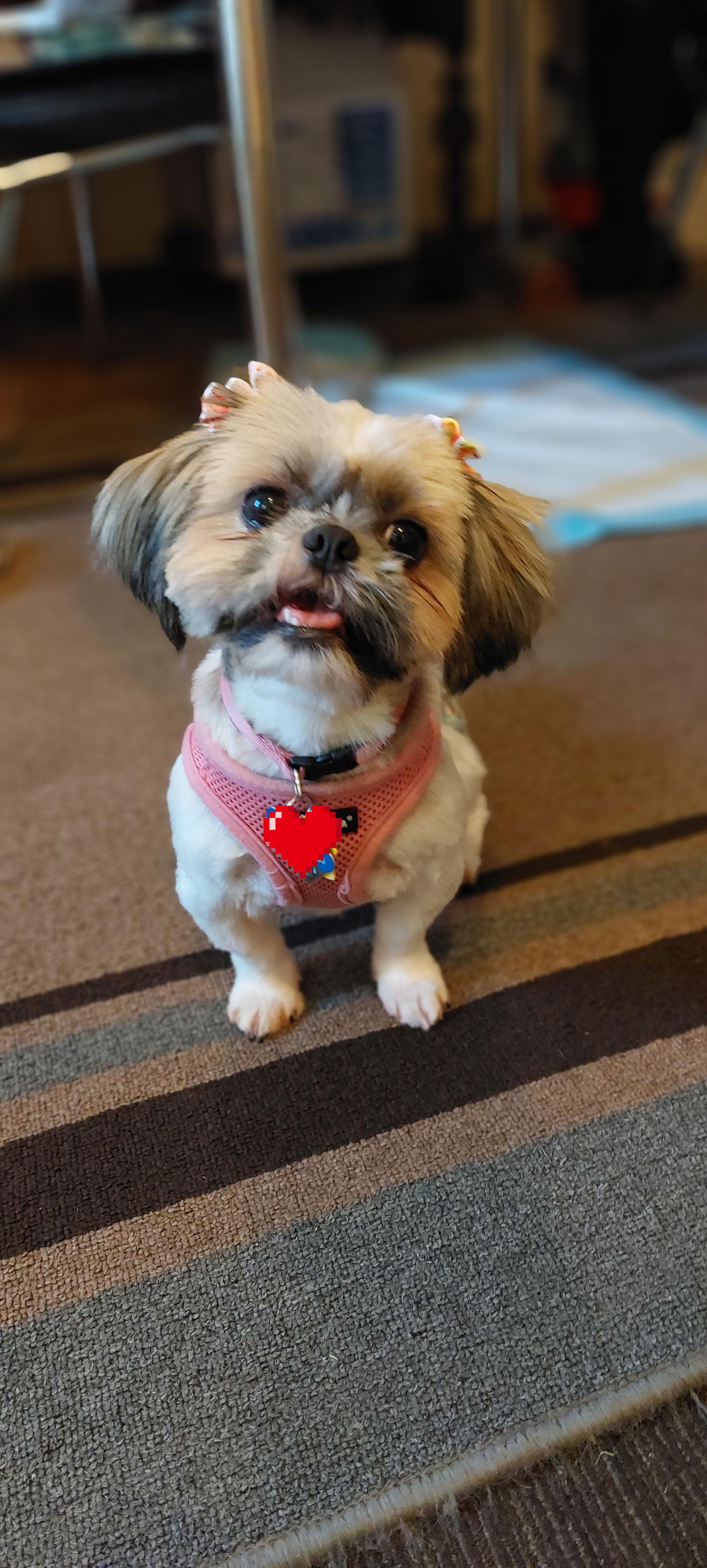 Shiloh-Morrow, a Adopted Shih Tzu in Pataskala, OH image 2/3