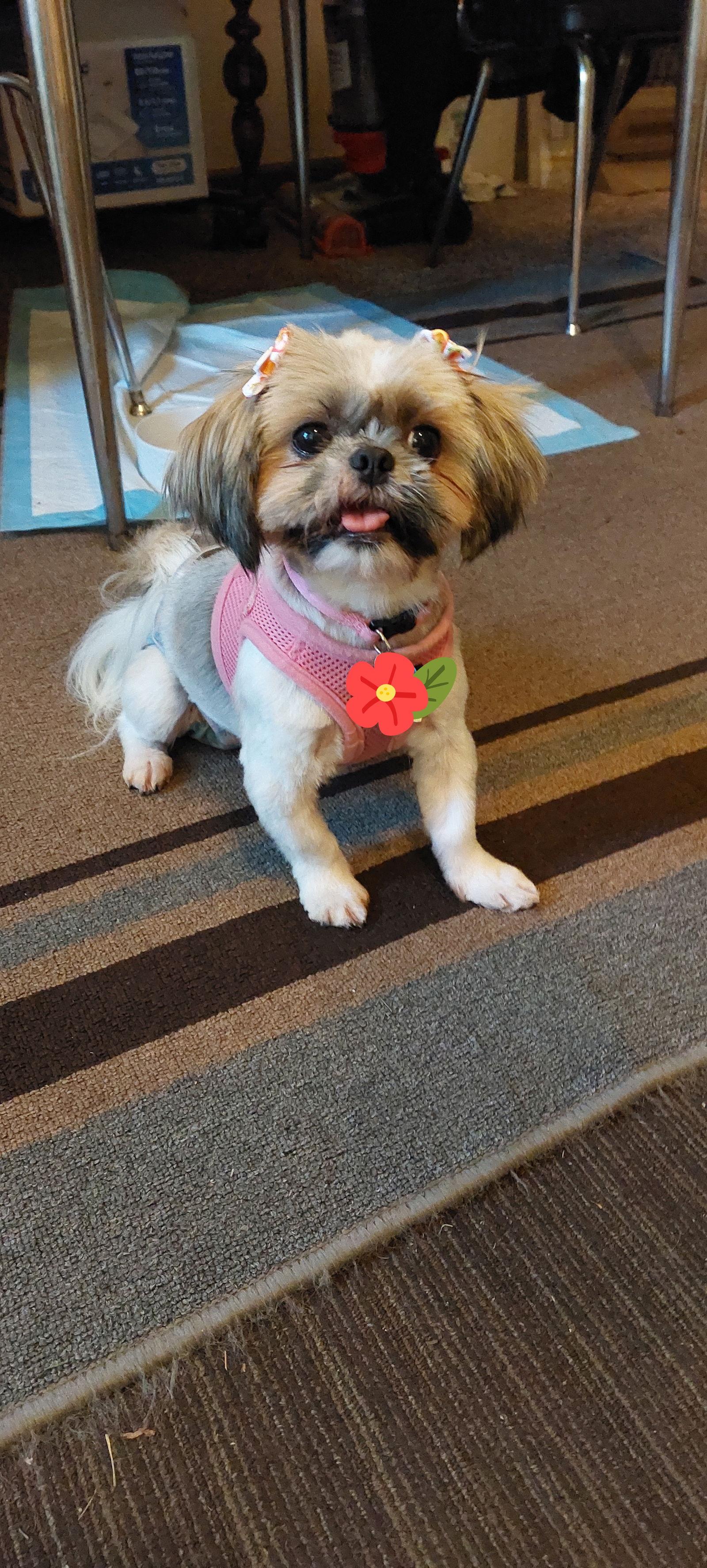 Shiloh-Morrow, a Adopted Shih Tzu in Pataskala, OH image 3/3
