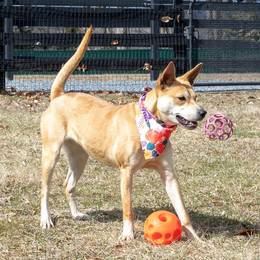 Phoebe (Female)