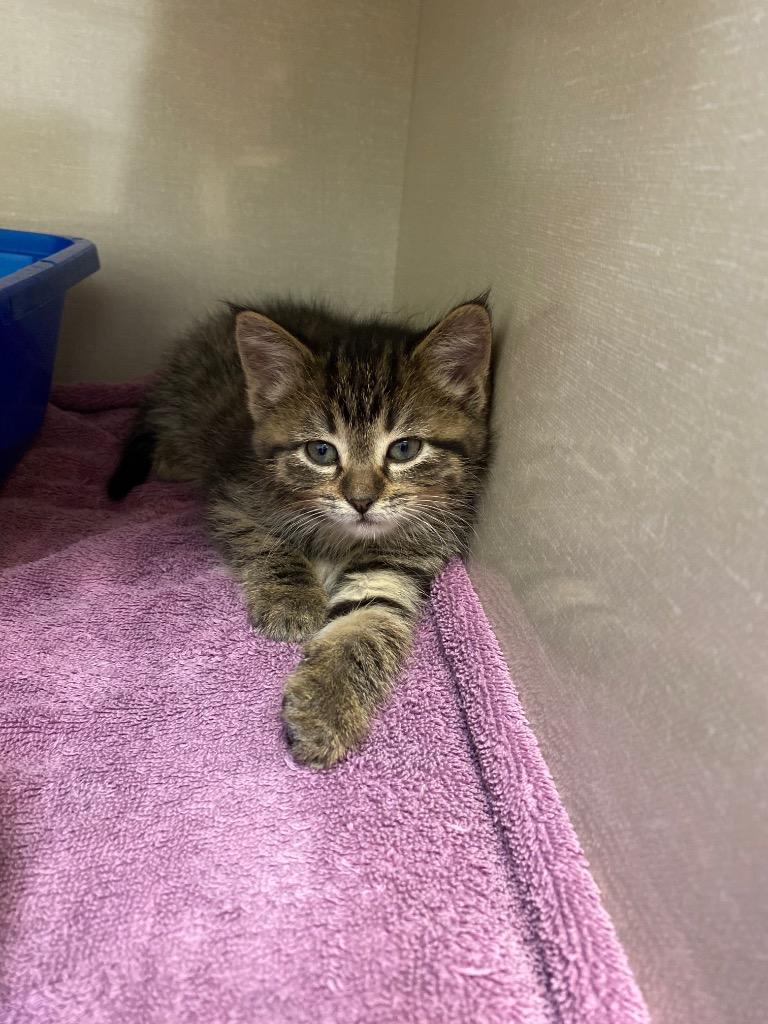 Enlarge Jessi-cat Jones, a Adoptable mixed breed in Winnipeg, MB image 1/1