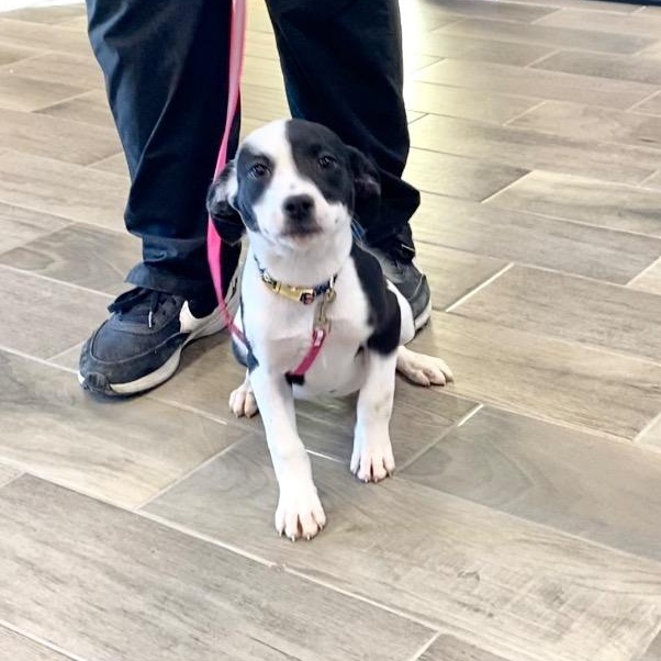 Lola, ADOPTABLE, Puppy Female American Bulldog.