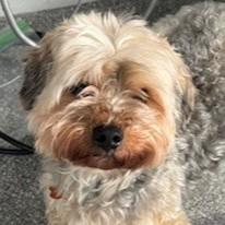 Enlarge Choji, an adopted Yorkie Poo in Normal, IL image 1/5