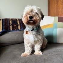 Enlarge Choji, an adopted Yorkie Poo in Normal, IL image 2/5