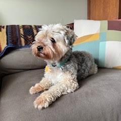 Enlarge Choji, an adopted Yorkie Poo in Normal, IL image 3/5