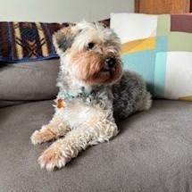 Enlarge Choji, an adopted Yorkie Poo in Normal, IL image 5/5