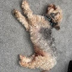 Enlarge Choji, an adopted Yorkie Poo in Normal, IL image 4/5