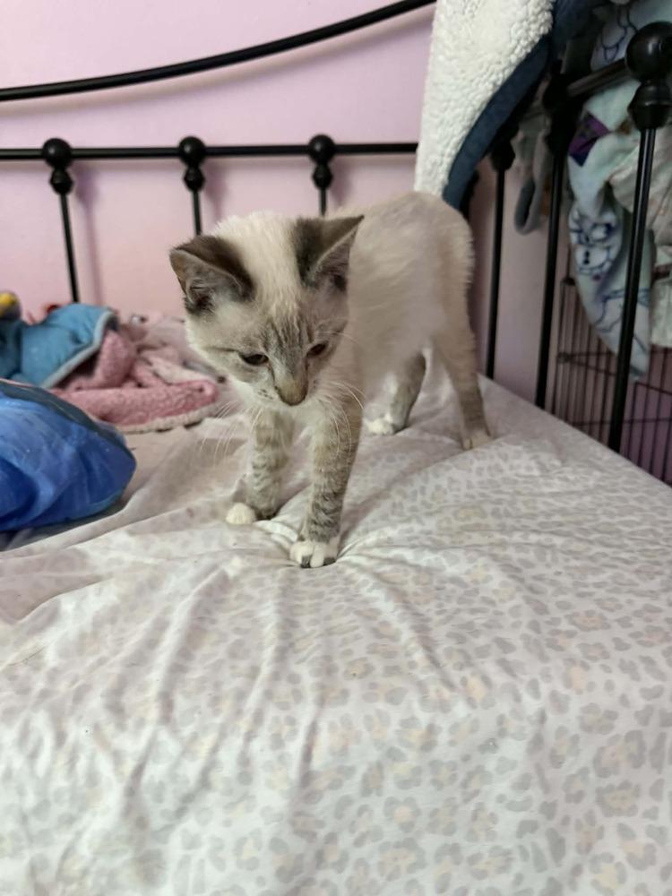 Bugsy, Adoptable, Kitten Male Siamese & Manx.