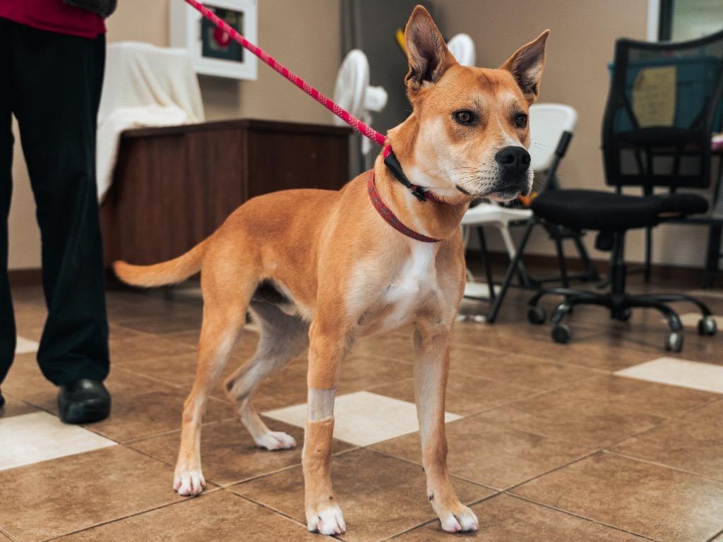 Scooby, a Adoptable Mixed Breed in Lewisville, NC image 1/3