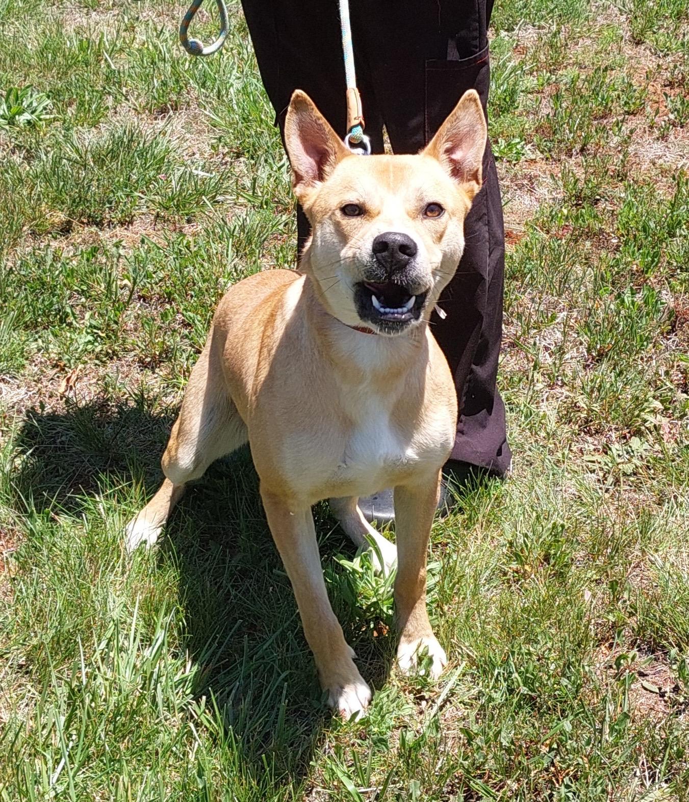 Scooby, a Adoptable Mixed Breed in Lewisville, NC image 2/3