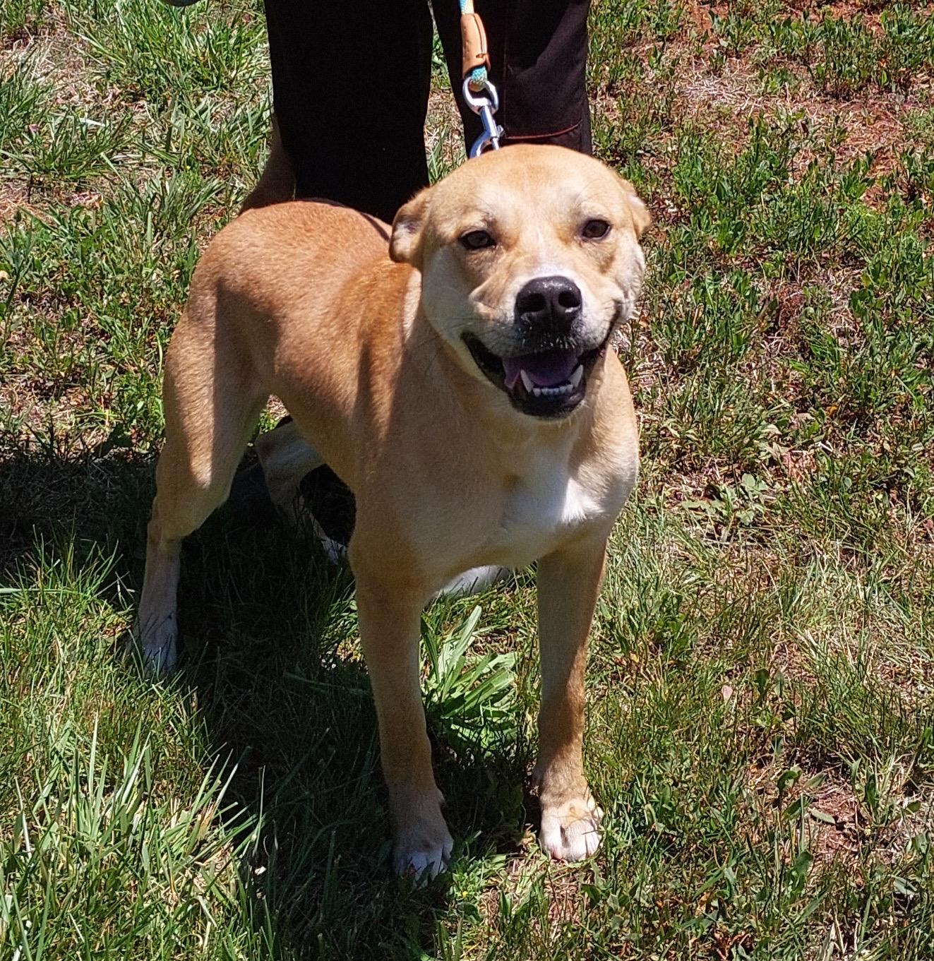 Scooby, a Adoptable Mixed Breed in Lewisville, NC image 3/3