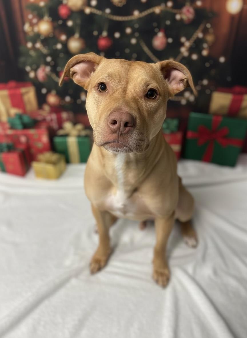 NOEL, Adoptable, Young Female Pit Bull Terrier.