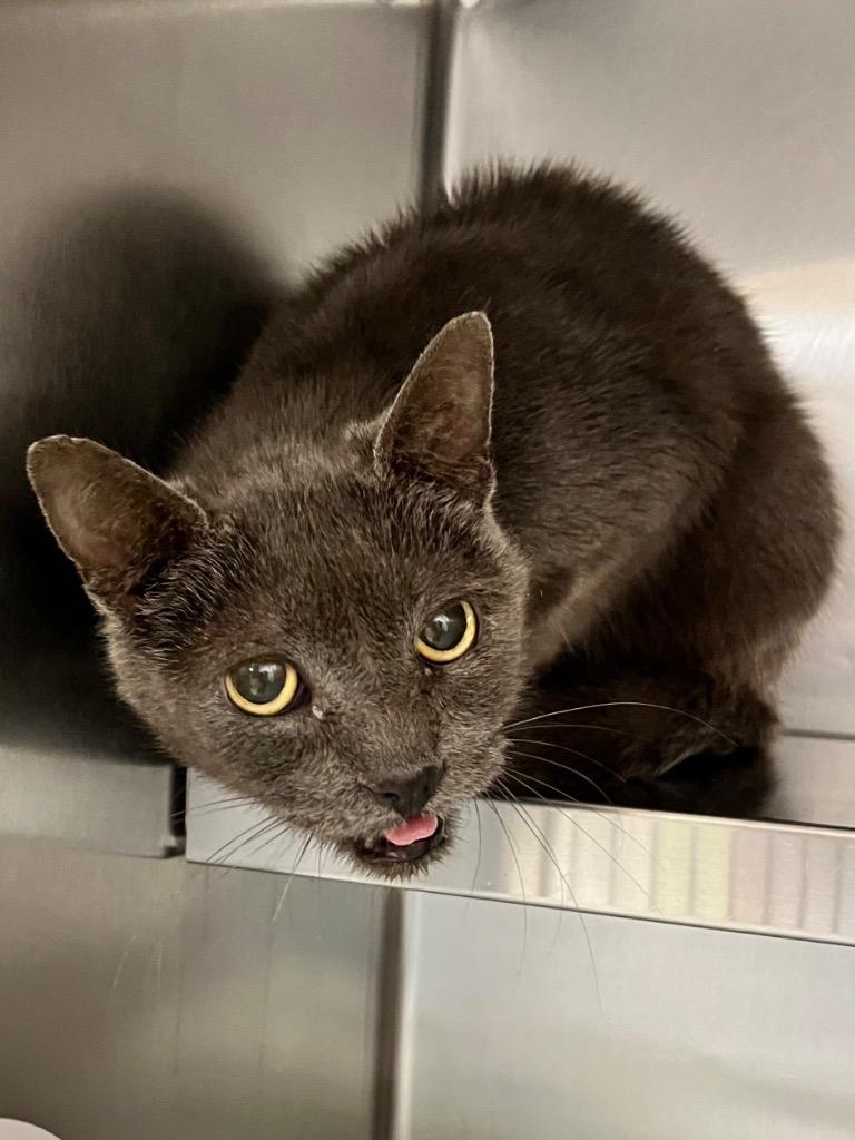 Billy, Adoptable, Senior Male Domestic Short Hair.