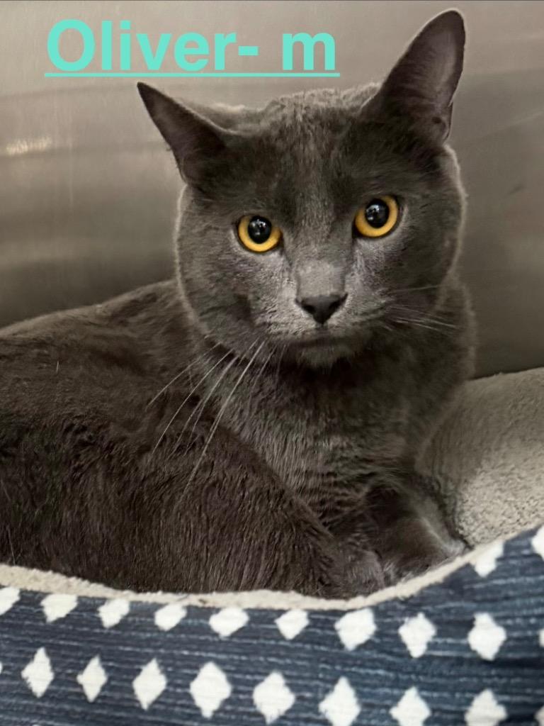 Enlarge Oliver 26, a Adoptable mixed breed in Brookhaven, MS image 1/1