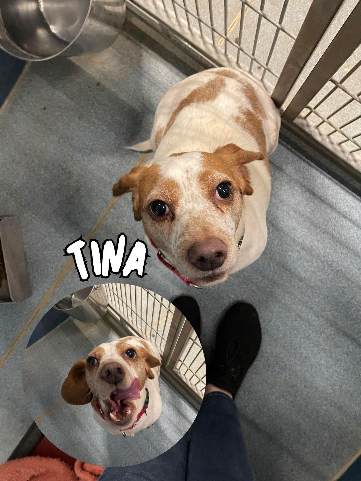 Moxie and Tina (Bonded Pair), Adult Female Pit Bull Terrier